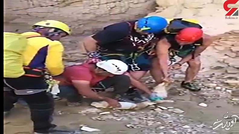 نجات روباه که سرش در دبه ماست گیر کرده بود + فیلم تاسف انگیز از خراسان